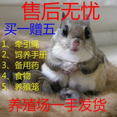 健康拇指松鼠幼崽活体可爱小萌宠物手养飞鼠|ruв категории животное/Животное питание и принадлежностей, хомяк класса и других малых животное, летяга - от Buy2taobao.com для оказания профессиональной услуги покупки агента Taobao