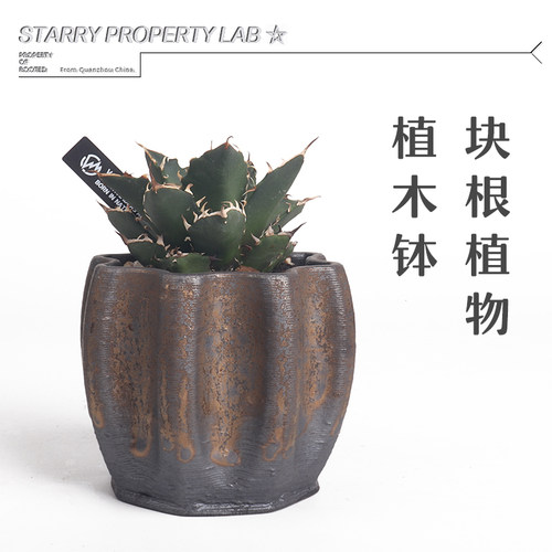 49潮流块根植物花盆仙人球兜象足漆树惠比须笑大黑象牙宫植木钵