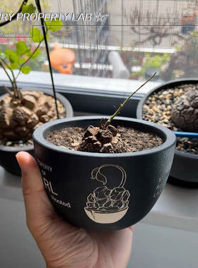 46龙甲龟潮流植物花盆块根植物植木钵日式SRL鎏金陶瓷NBHD