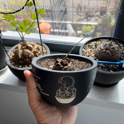 46龙甲龟潮流植物花盆块根植物植木钵日式SRL鎏金陶瓷NBHD