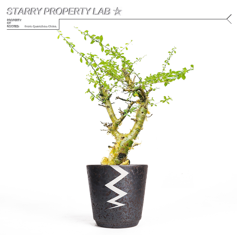 108潮流植物块根花盆仙人球块根龙舌兰日式黑金木村拓哉陶瓷