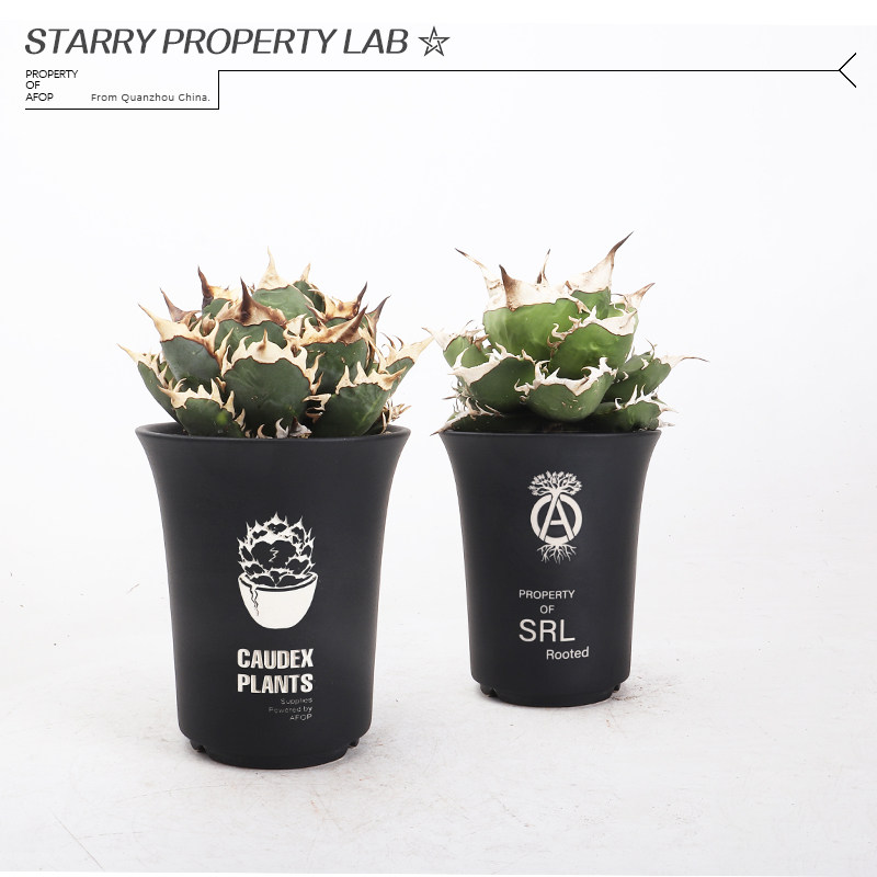 170S潮流块根植物龙舌兰龟甲龙块根SRL陶瓷手工花盆NEIGHBORHOOD图片