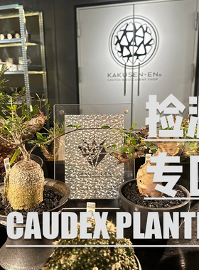 127潮流块根植物龙舌兰龟甲龙块根SRL花盆陶瓷NEIGHBORHOOD