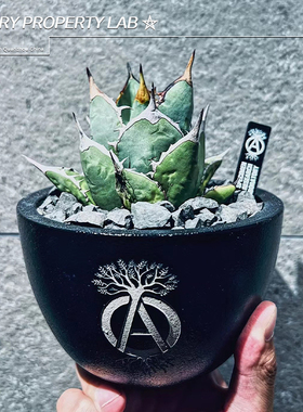 3潮流块根植物龙舌兰龟甲龙块根SRL花盆陶瓷NEIGHBORHOOD藤原浩