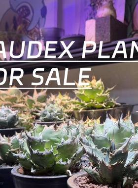 998植物潮流块根植物龙舌兰龟甲龙SRL陶瓷手工花盆NEIGHBORHOOD