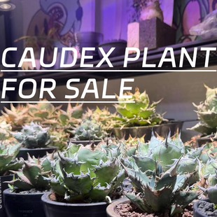 998植物潮流块根植物龙舌兰龟甲龙SRL陶瓷手工花盆NEIGHBORHOOD