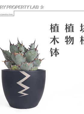 64潮流块根植物龙舌兰龟甲龙块根SRL花盆陶瓷NEIGHBORHOOD