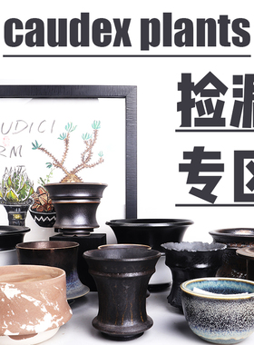 新66潮流块根植物龙舌兰龟甲龙块根SRL花盆陶瓷NEIGHBORHOOD