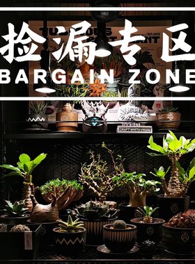 120潮流块根植物龙舌兰龟甲龙块根SRL花盆陶瓷NEIGHBORHOOD