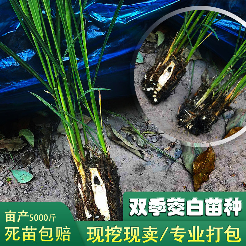 【纯白无黑心】现挖高产双季茭白苗种苗高瓜单季老根老蹲高笋瓜苗