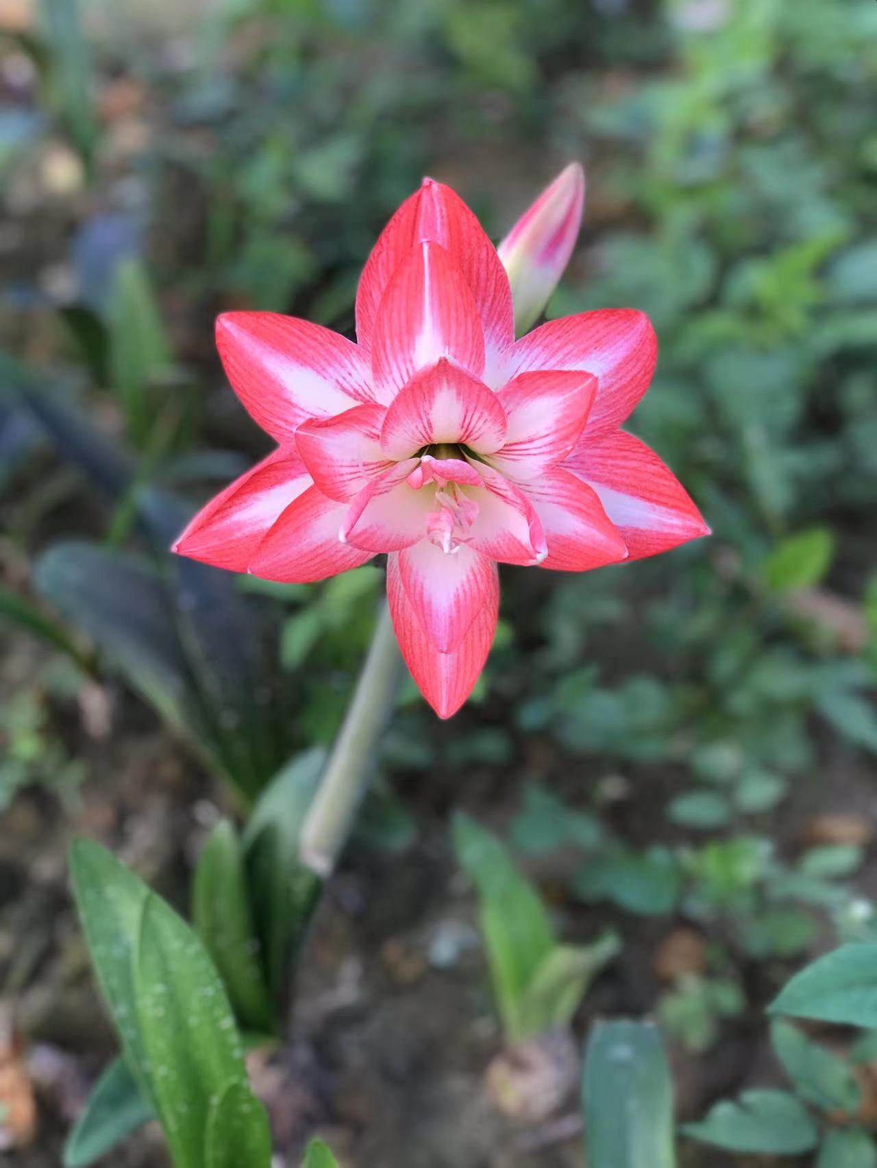 花孔雀朱顶红小苗球根花卉空气净化趣味