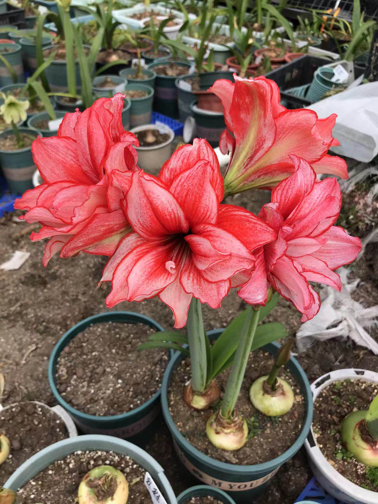 鬼魅南非朱顶红球根花卉包对版