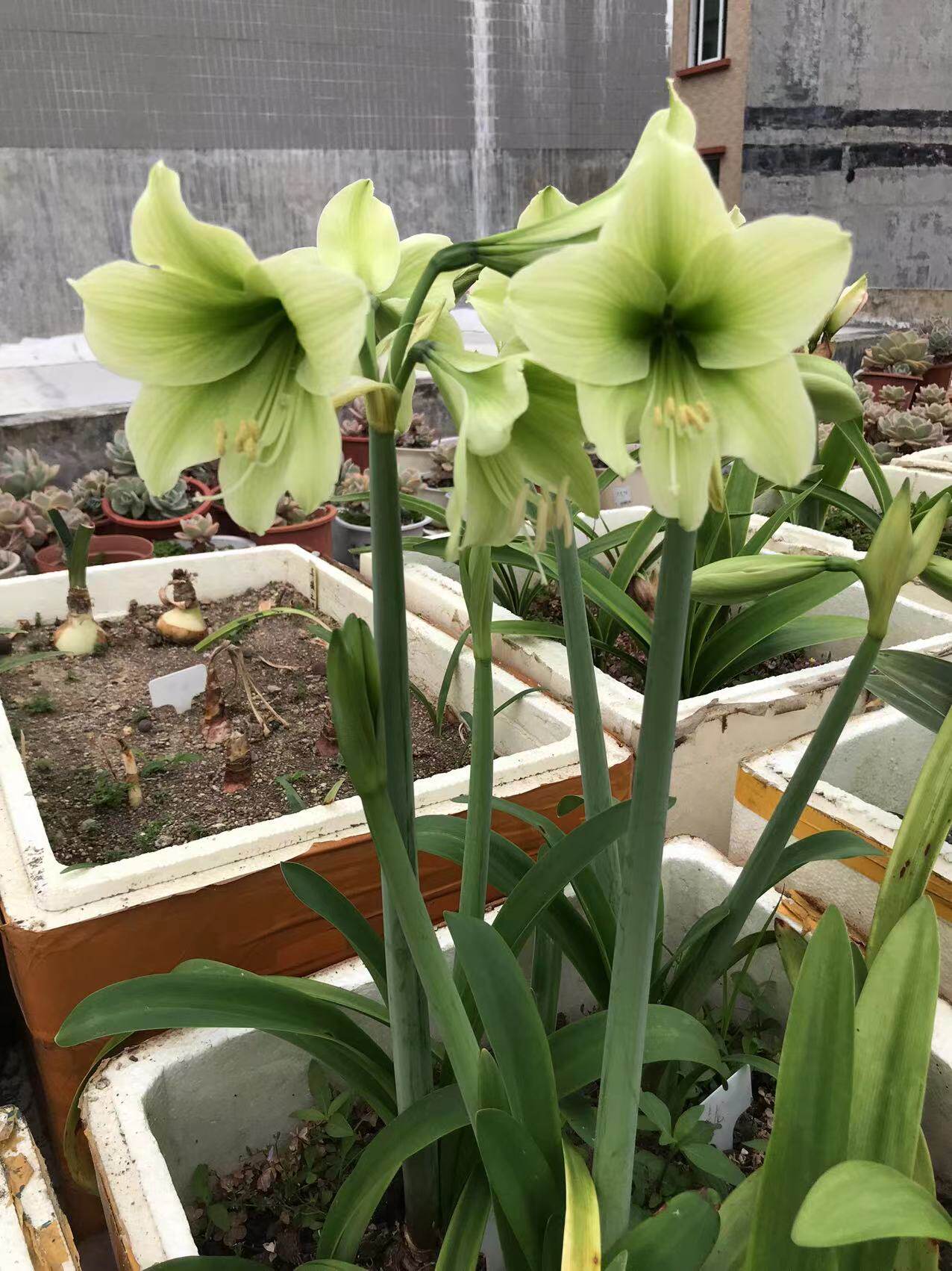 小青龙朱顶红开花球根花卉净化空气趣味