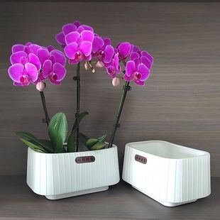 招财进宝蝴蝶兰拼组合花盆3.0/3.5/4寸兰花杯2-4棵摆盘育苗花钵