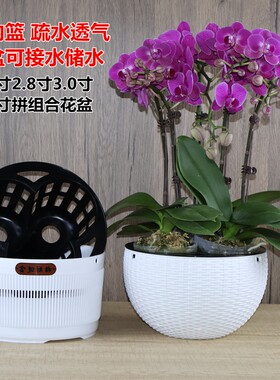 3.5寸大杯蝴蝶兰花专用拼组花盆小盆栽组合摆盆育苗钵控根定植篮