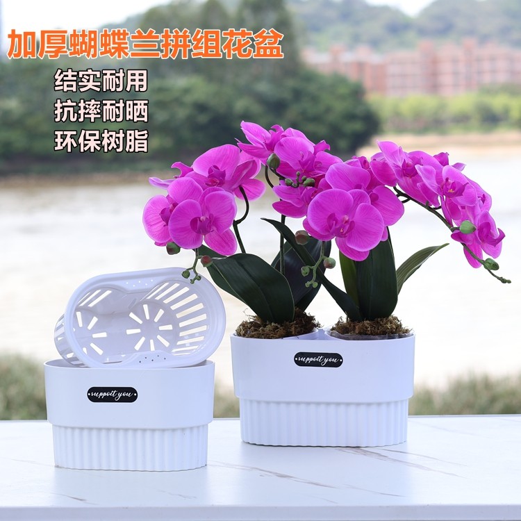 3.5寸大杯蝴蝶兰花专用拼组花盆小盆栽组合摆盆育苗钵控根定植篮