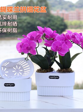 3.5寸大杯蝴蝶兰花专用拼组花盆小盆栽组合摆盆育苗钵控根定植篮
