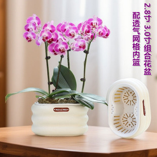 2.8寸3.0寸杯蝴蝶兰花专用拼组合盆绿萝多肉组盆仿陶储水套盆花钵