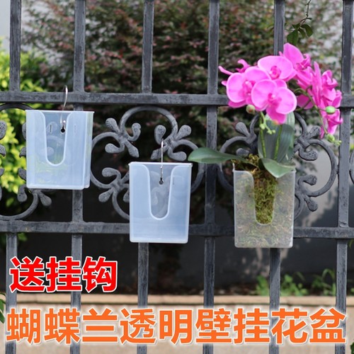 蝴蝶兰专用透明壁挂花盆球兰吊兰铁线蕨板植种植定植花钵悬挂吊篮