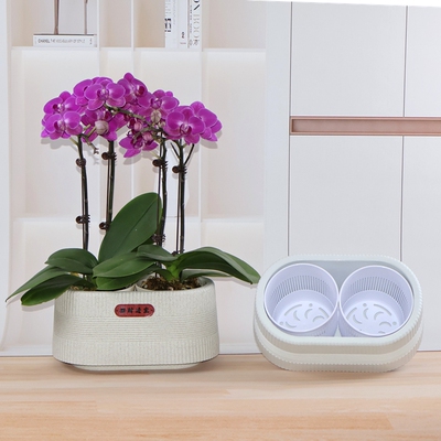 3.5寸大杯蝴蝶兰花专用拼组花盆小盆栽组合摆盆育苗钵控根定植篮