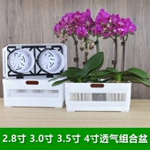 透气蝴蝶兰拼组专用花盆控根育苗钵兰花杯小盆栽组合摆盆定植托架