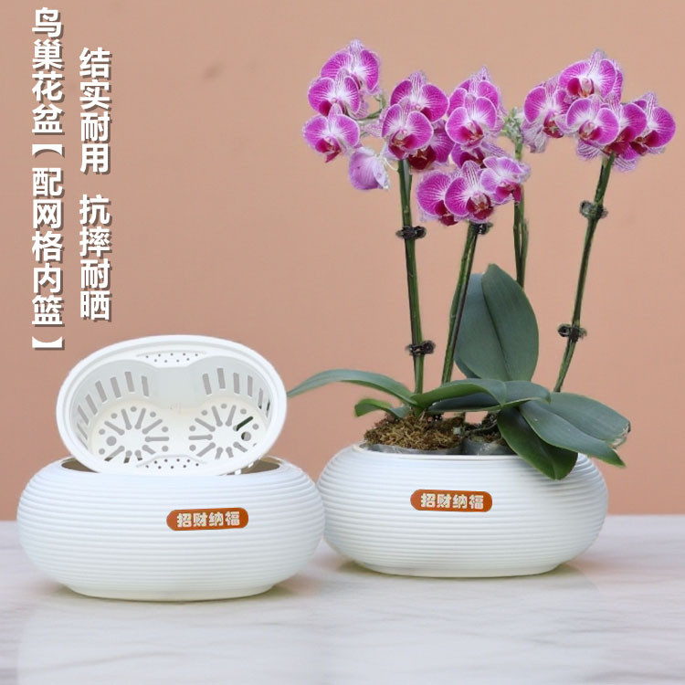 招财纳福2.5寸2.8寸杯蝴蝶兰拼组合花盆小盆栽水仙花组盆水培花钵