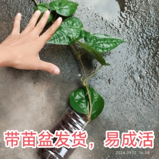 荖叶苗 捞青苗 佬叶苗 爬藤 配槟榔的 广东发货 蒌叶苗带盆发货