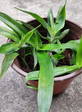 狮子草痰火草猫爪草大苞水竹叶