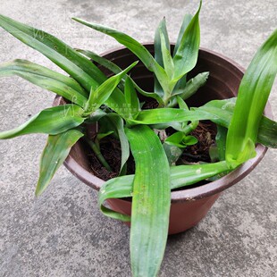 大苞水竹叶痰火草围夹草青竹壳菜青鸭跖草广东猫爪草苗盆栽狮子草