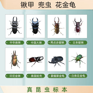 锹甲锹形虫大兜虫独角仙鹿角花金龟姬兜真昆虫甲虫标本科普教学