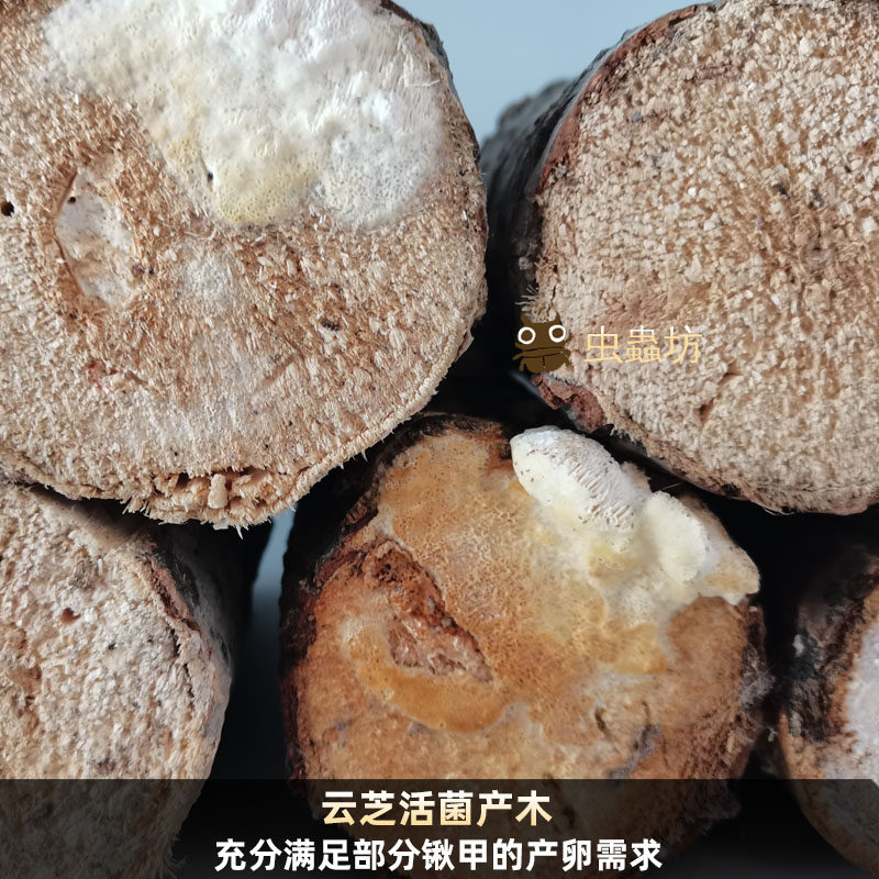 锹甲产卵木甲虫繁殖产木锹形虫繁殖云芝中软硬产卵木幼虫宠物中扁图片