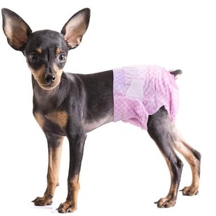 2020新款NO纸尿裤 狗狗生理裤狗姨妈巾尿片尿垫 宠物用用品