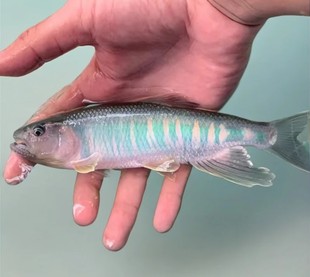 贵州发货南方正宗马口鱼淡水观赏鱼好养耐养群游鱼原生溪流缸活体