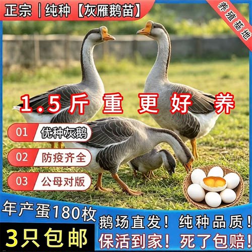 正宗灰雁鹅活体鹅苗1.5斤纯种灰鹅苗青年鹅大种雁鹅高产蛋鹅活苗