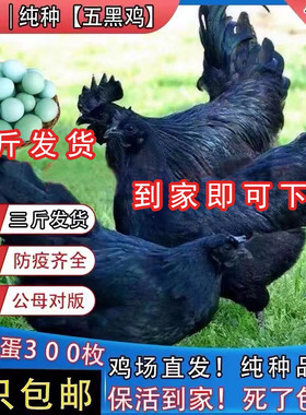3斤纯种五黑鸡成年五黑鸡活苗高产绿壳蛋1斤五黑一绿鸡脱温鸡活体