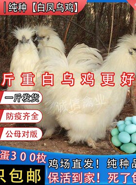 一斤纯种白凤乌鸡正宗乌骨鸡散养活苗包活白乌鸡苗幼苗批发鸡活苗