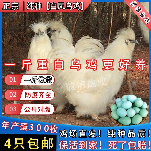一斤纯种白凤乌鸡正宗乌骨鸡散养活苗包活白乌鸡苗幼苗批发鸡活苗