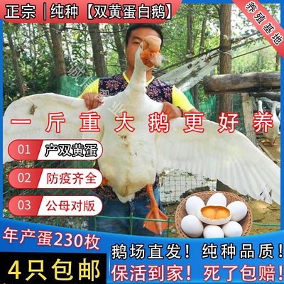 一斤纯种大白鹅苗三花鹅四季鹅母鹅产蛋鹅皖西大白鹅小鹅活苗包活