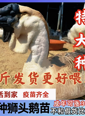 小鹅活苗纯种2斤特大种狮头鹅活苗正宗汕头狮子头鹅鹅苗幼崽灰鹅