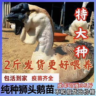 小鹅活苗纯种2斤特大种狮头鹅活苗正宗汕头狮子头鹅鹅苗幼崽灰鹅