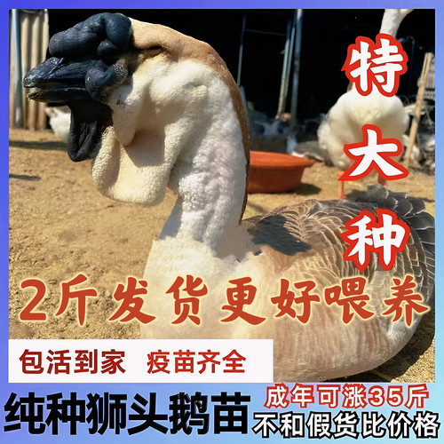 小鹅活苗纯种2斤特大种狮头鹅活苗正宗汕头狮子头鹅鹅苗幼崽灰鹅