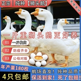 一斤纯种狮头鹅脱温鹅苗白狮头鹅散养鹅正宗特大种潮汕狮头鹅活苗
