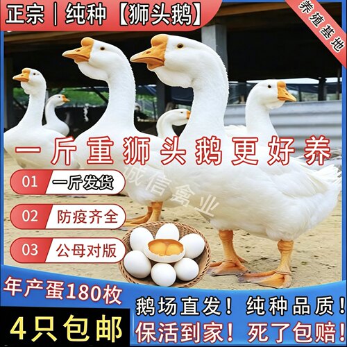 一斤纯种狮头鹅脱温鹅苗白狮头鹅散养鹅正宗特大种潮汕狮头鹅活苗