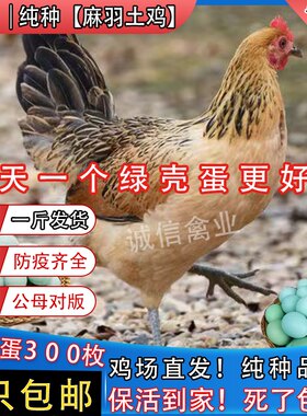 半斤麻羽鸡苗双黄蛋鸡活体鸡苗柴鸡笨鸡草鸡脱温鸡苗半大鸡青年鸡