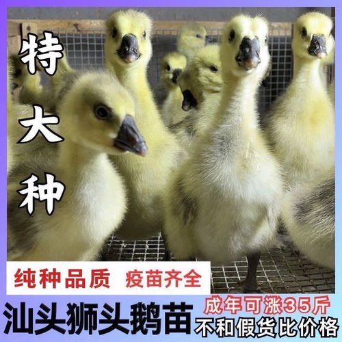 纯种狮头鹅潮汕狮头鹅苗特大纯种狮头鹅正宗狮头鹅活苗现货小鹅苗