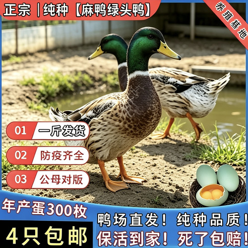 土鸭苗绿头鸭活苗一斤纯种绿壳蛋鸭母鸭麻鸭活苗脱温鸭苗鸭子活苗