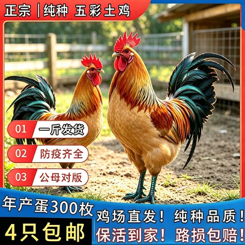 正宗五彩土鸡活苗农家散养土鸡苗公鸡活苗五彩公鸡观赏鸡脱温鸡苗