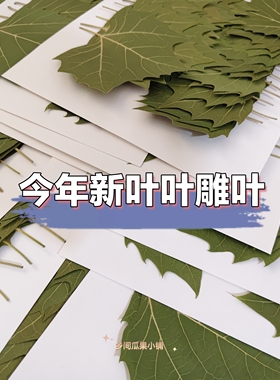 标本激光雕刻叶雕材料真树叶烘干树叶手工叶雕材料梧桐叶