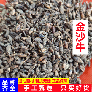 金沙牛中药材正品金沙牛干货地牯牛蚁狮倒退虫金砂牛蚂岭虫5克起