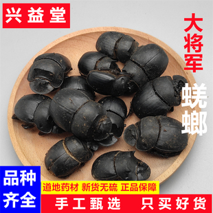 蜣螂 大将军 屎壳郎 新货中药材500克 推粪虫 粪金龟 标本 可打粉